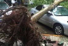 大树爆料视频大全集,揭秘视频大全集精彩瞬间